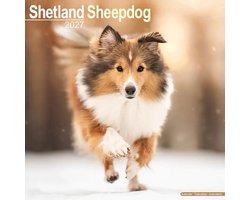 Shetland Sheepdog Kalender 2027