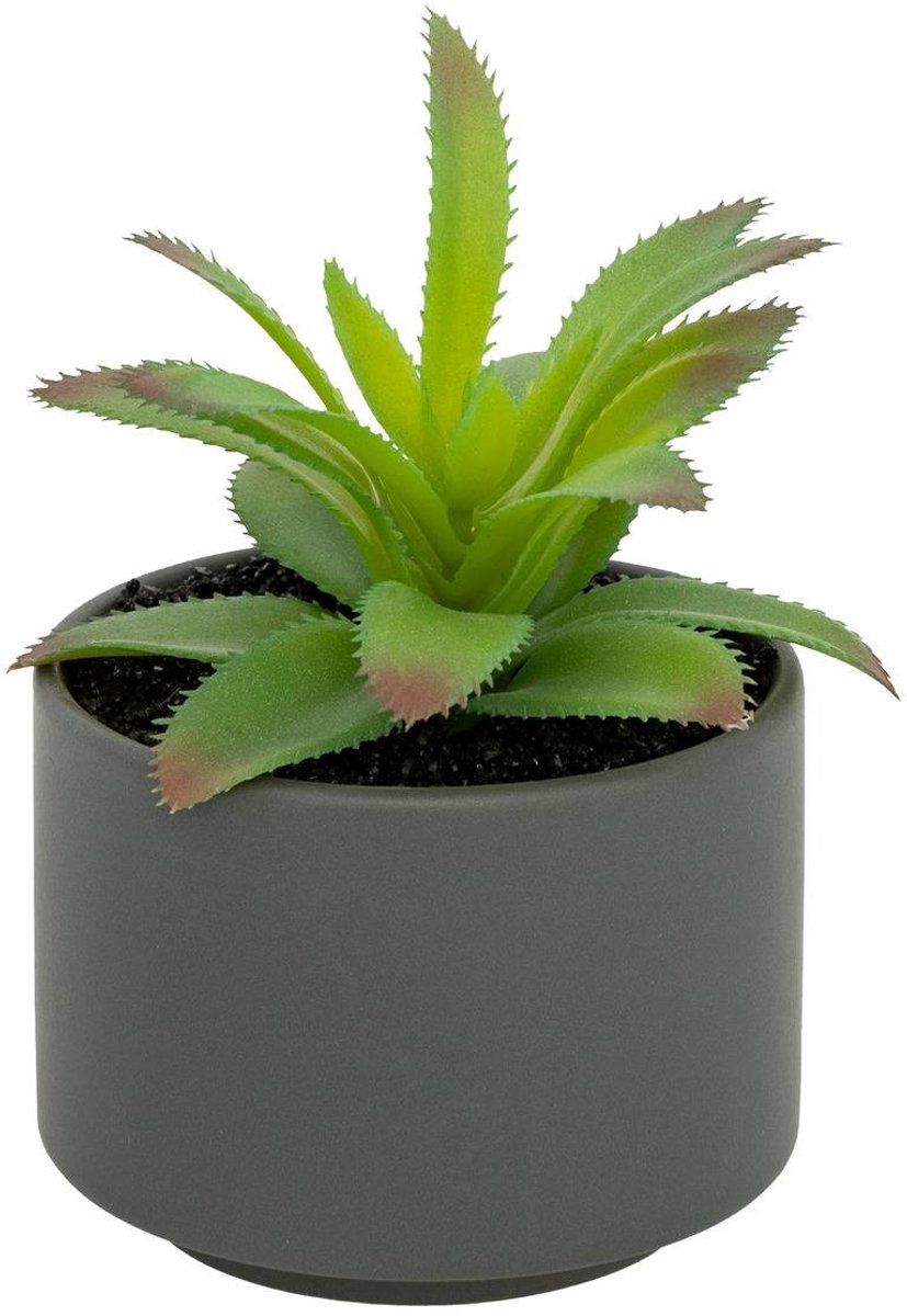 Vetplant in pot ANDA