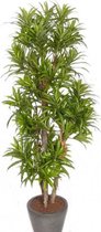 Groene dracaena reflexa kunstplant 120 cm voor binnen -   kunstplanten/nepplanten/binnenplanten