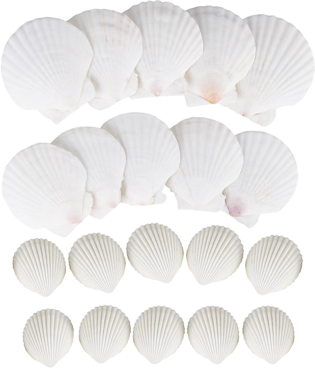 Schelpen Decoratie Set - Knutsel Schelpen - Huis Decoreren - Natuurlijke Variaties - 20 Stuks - Wit