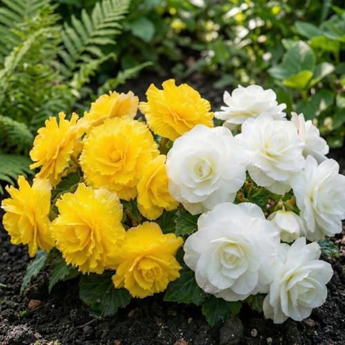 SnelShoppen - Geel-witte Begonia Fimbriata-collectie - Mix van 5 Grote Knollen - Vaste Planten voor Potten en Balkons - Niet Winterhard - Perfect voor