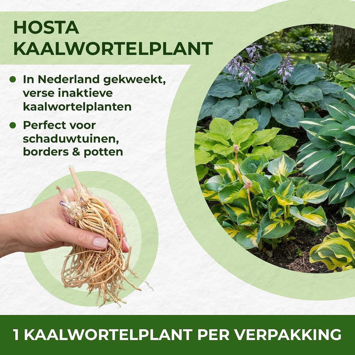 Host Premium Garden Collection, Hosta Mix van 10 Hybriden | Grote Funkia vaste planten met naakte wortel uit Nederland (geen zaden of bollen) Winterharde planten voor de schaduwtuin