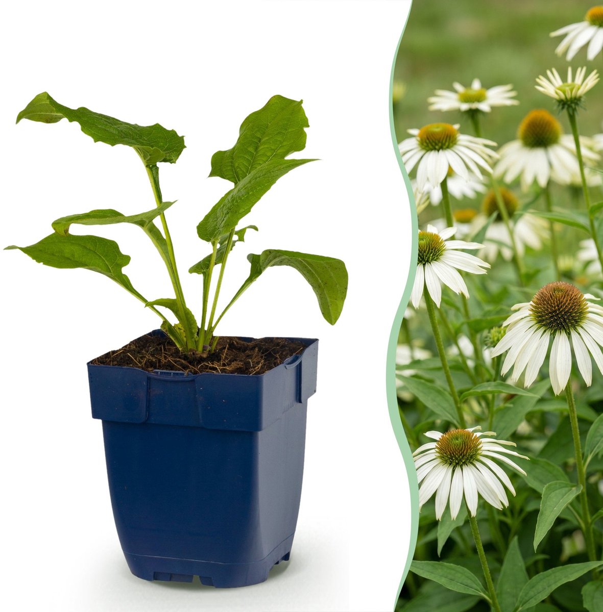 Green boutiQ - Vasteplant - Echinacea purp. Alba - Zonnehoed - Bijen- en vlinderlokkers - Wit - 6 Planten - Pot 11cm - Hoogte 15-25cm