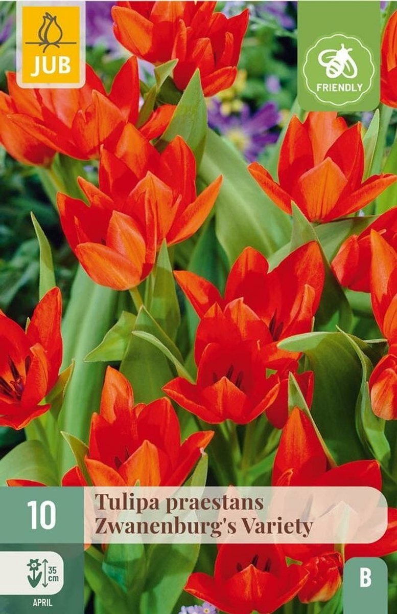 Tulipa zwanenburg variety 10st JUB