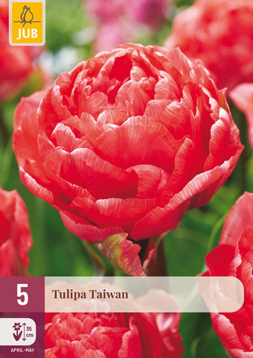 Tulipa taiwan bloembol JUB 5 stuks