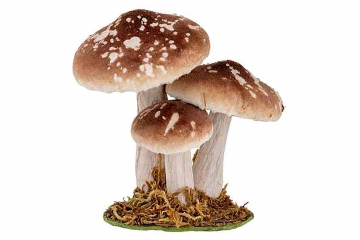 Paddenstoelen Bruin 12x8,5xh12cm Fluweel