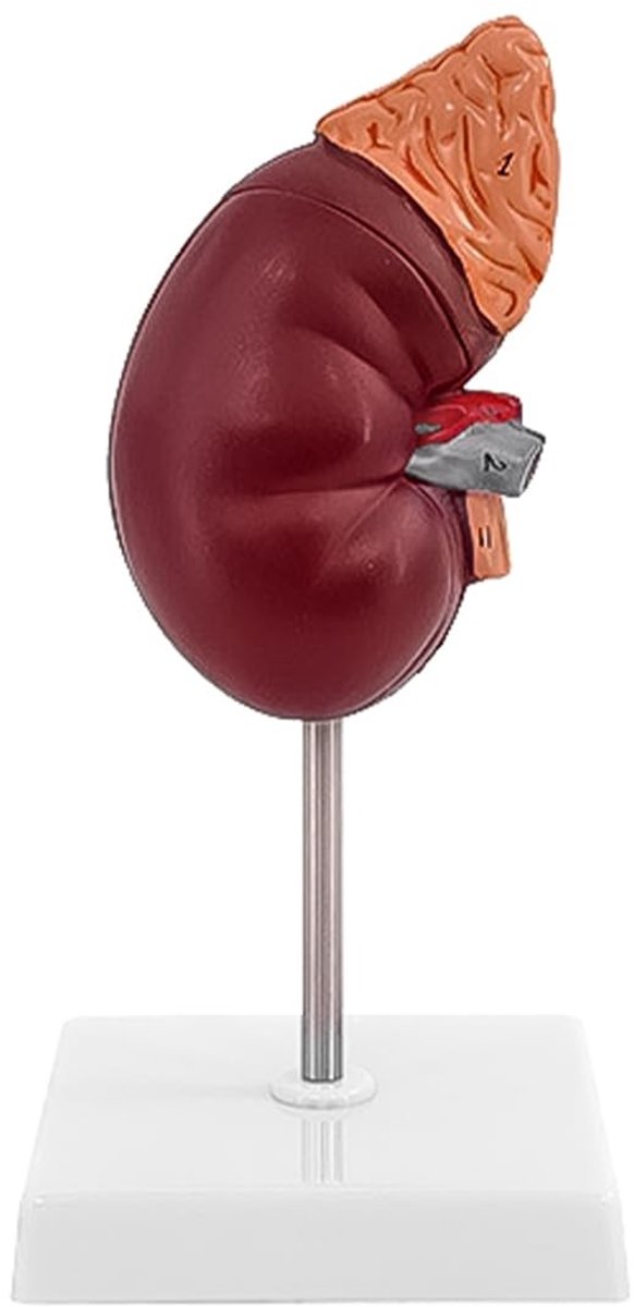 Dailygoods- Niermodel Gesimuleerd - 24 Onderdelen - PVC - 23x11x11cm - Menselijk Niermodel - Inclusief Basis - Anatomisch Model