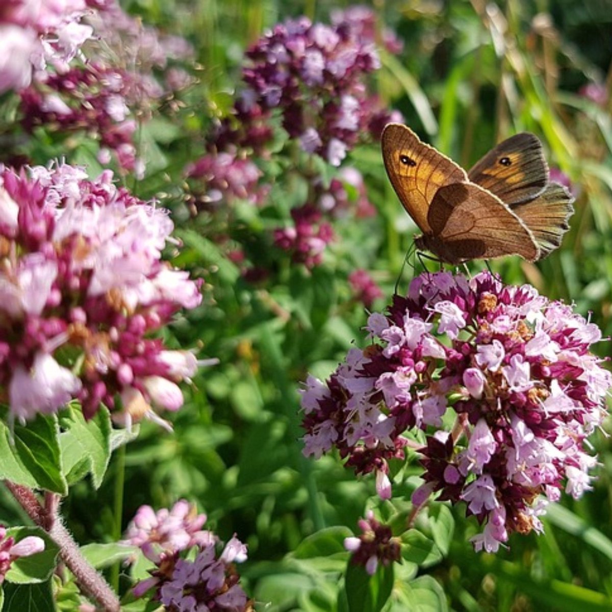 Siermarjolein (Origanum Laevigatum) - 6x - Origanum Herrenhausen - Marjolein - Vaste planten - Moestuin - Bijen-Vlinders - Geurend - Zomerbollen