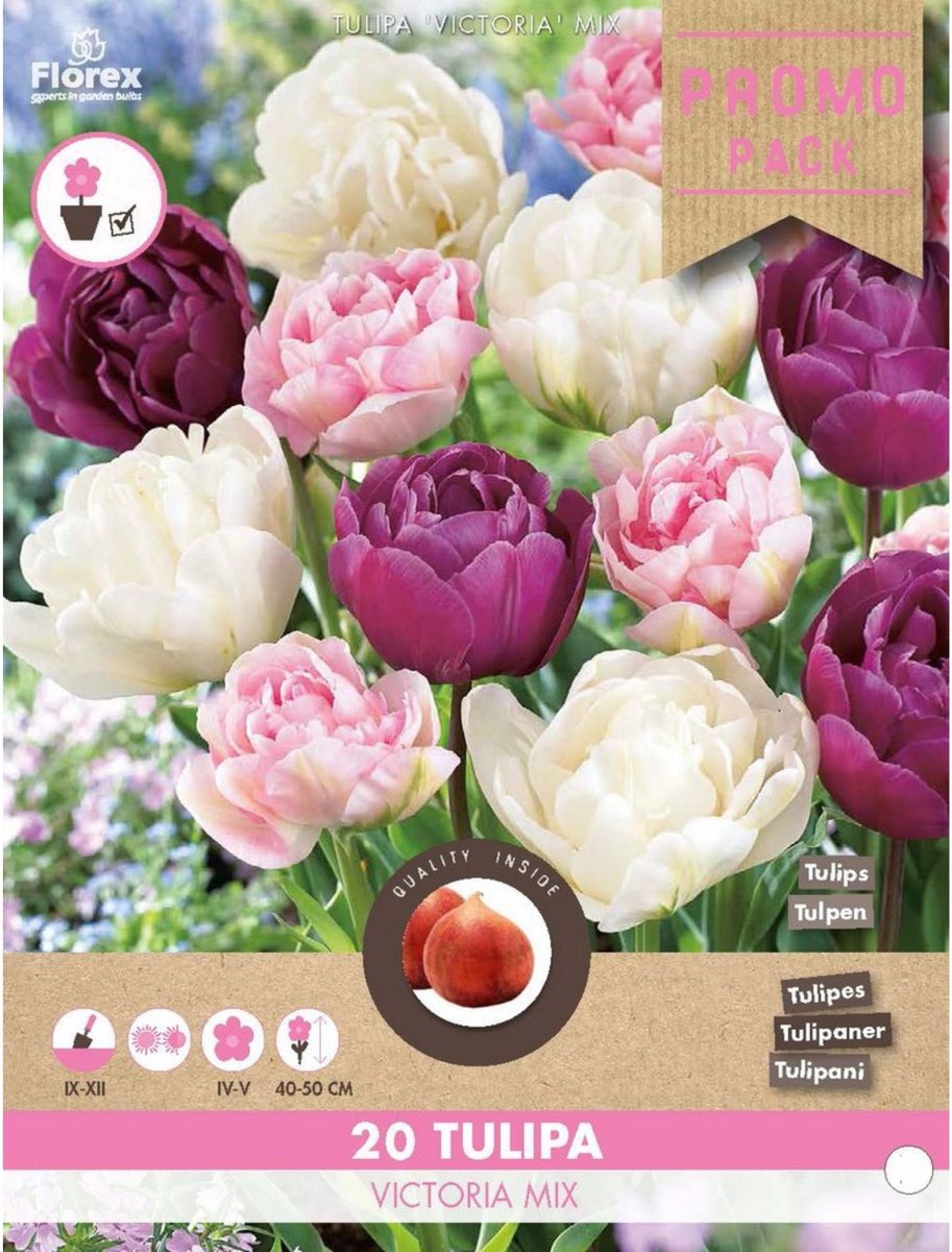 Tulp (Tulipa) - en Victoria mix - double - Snijbloemen - Voorjaarsbollen - bloeit in April / Mei
