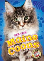 Cool Cats - Maine Coons
