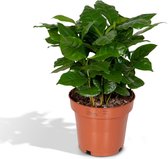 Groene plant – Koffieplant (Coffea Arabica) – Hoogte: 25 cm – van Botanicly