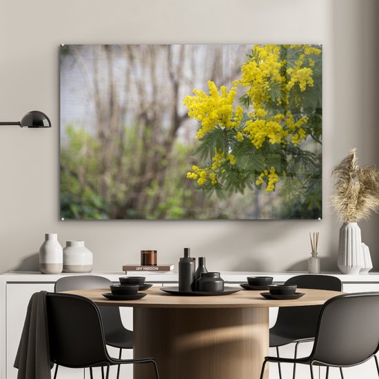 Gracieuse fleur de mimosa Plexiglas 120x80 cm - Tirage photo sur Glas (décoration murale plexiglas)