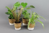 GrowerOnline - 4x Groene planten mix vers van de kweker in leuke decoratieve mand Ø12,5cm ↑ 25 - 40cm