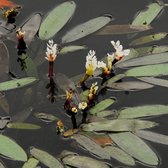 Aponogeton Distachyos - Kaapse waterlelie wit - ↑ 15-20cm - Ø 11cm
