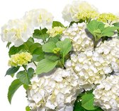 Hydrangea White 'Forever & Ever' - Witte hortensia - ↑ 23cm - Ø23cm