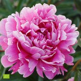 Paeonia Lactiflora 'Alexander Fleming' - Pioenroos biologisch - Roze - ↑ 25-35cm - Ø 12,5cm