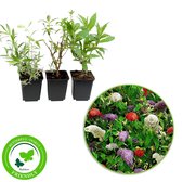 3x Buddleja Davidii Mix - Vlinderstruik - Wit blauw roze - ↑ 25-30cm - Ø 9,5cm