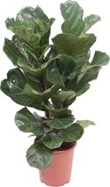 Kamerplant van Botanicly – Vioolplant – Hoogte: 110 cm – Ficus Lyrata