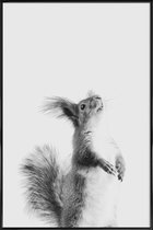 JUNIQE - Poster in kunststof lijst Red Squirrel III -30x45 /Grijs