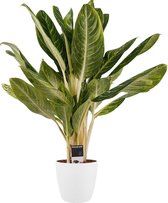 FloraExpert - Beaucarnea - 55 Cm - Ø 19