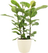 Ficus Altissima in ELHO sierpot (soap) – ↨ 105cm – ⌀ 27cm