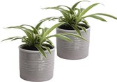 FloriaFor - Duo Graslelie In Keramiek (grijs) - - ↨ 12cm - ⌀ 10cm