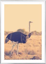 Poster Met Metaal Zilveren Lijst - Botswana Struisvogel Poster