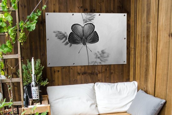 Affiche jardin - Toile jardin - Posters de jardin extérieur - Papillon bleu - noir et blanc - 120x80 cm - Jardin