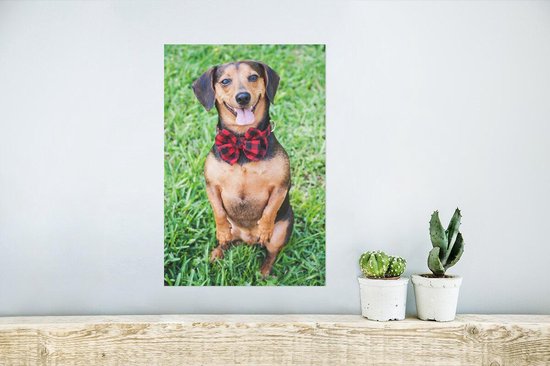 Un beau teckel sur 2 pattes regardant dans l'appareil photo Poster 20x30 cm - petit - Tirage photo sur Poster (décoration murale salon / chambre) / Poster Animaux domestiques