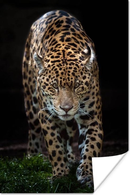 Poster Jaguar - Zwart - Gras - 60x90 cm | bol.com