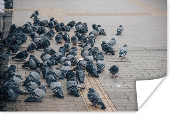 Affiche - Un grand groupe de pigeons dans la rue - 30x20 cm