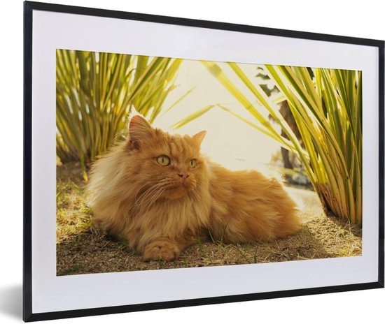 Photo en cadre - Cadre photo Chat persan parmi les plantes noir avec passe-partout blanc 60x40 cm - Affiche sous cadre (Décoration murale salon / chambre)