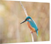 IJsvogel op een tak - Foto op Plexiglas - 90 x 60 cm