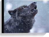 Canvas  - Huilende Wolf in de Regen - 40x30cm Foto op Canvas Schilderij (Wanddecoratie op Canvas)