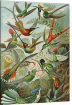 Trochilidae (of Kolibries), Ernst Haeckel - Foto op Canvas - 45 x 60 cm