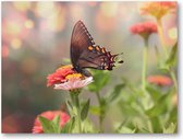 Kleine zwarte satyrium vlinder op een roze bloem - 40x30 Canvas Liggend - Dieren - Natuur - Bloemen