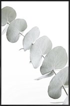 JUNIQE - Poster in kunststof lijst Eucalyptus White 3 -30x45 /Groen &