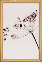 JUNIQE - Poster met houten lijst Dried Flowers Anetum 1 -30x45 /Bruin