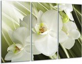 GroepArt - Schilderij -  Orchidee - Groen, Wit - 120x80cm 3Luik - 6000+ Schilderijen 0p Canvas Art Collectie