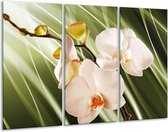 GroepArt - Schilderij -  Orchidee - Groen, Roze, Wit - 120x80cm 3Luik - 6000+ Schilderijen 0p Canvas Art Collectie
