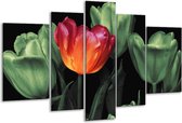 Glasschilderij Tulp - Oranje, Groen, Zwart - 170x100cm 5Luik - Foto Op Glas - Geen Acrylglas Schilderij - 6000+ Glasschilderijen Collectie - Wanddecoratie