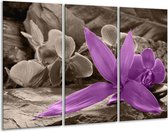 Glasschilderij Orchidee - Grijs, Paars - 120x80cm 3Luik - Foto Op Glas - Geen Acrylglas Schilderij - GroepArt 6000+ Glas Art Collectie - Maatwerk Mogelijk
