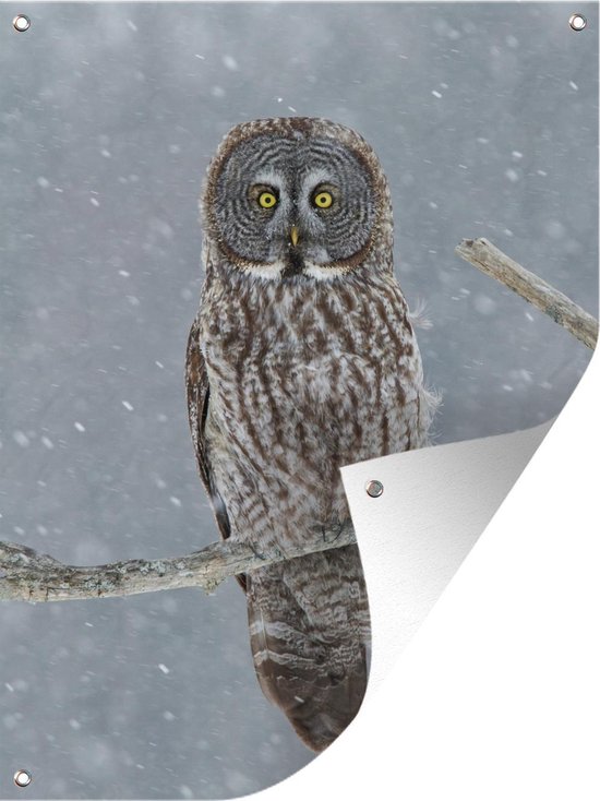 Affiche jardin - Chouette dans la neige - 30x40 cm