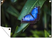 Muurdecoratie buiten Close-up morpho vlinder op een blad - 160x120 cm - Tuindoek - Buitenposter