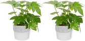 2x Kamerplant Fatsia Japonica – Vingerplant - ± 25cm hoog – 12 cm diameter - in witte betonnen pot