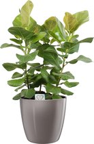 Kamerplant van Botanicly – Banyan in taupe pot als set – Hoogte: 100 cm – Ficus benghalensis