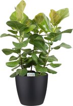 Kamerplant van Botanicly – Banyan incl. sierpot zwart als set – Hoogte: 100 cm – Ficus benghalensis