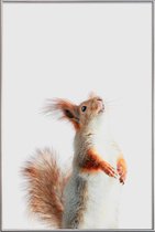 JUNIQE - Poster met kunststof lijst Red Squirrel II -30x45 /Grijs &
