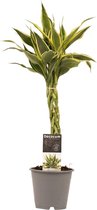 Dracaena Sandriana white ↨ 45cm - hoge kwaliteit planten