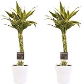 Duo 2 x Dracaena Sandriana white met Anna white ↨ 45cm - 2 stuks - hoge kwaliteit planten
